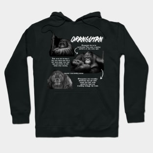 Orangutan Fun Facts Hoodie